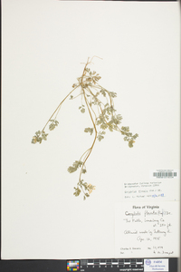 Corydalis flavula image