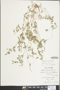 Corydalis flavula image