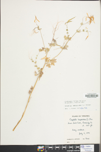 Capnoides sempervirens image