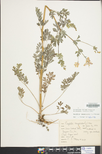 Capnoides sempervirens image