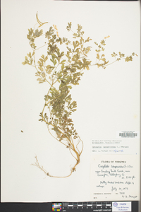 Capnoides sempervirens image