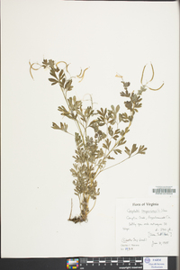 Capnoides sempervirens image