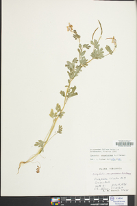 Capnoides sempervirens image