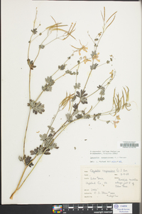 Capnoides sempervirens image