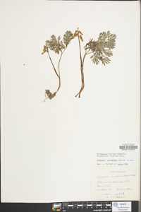 Dicentra canadensis image