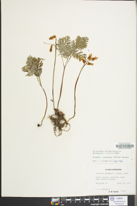 Dicentra canadensis image