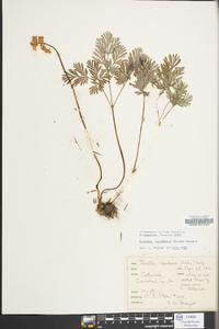 Dicentra canadensis image