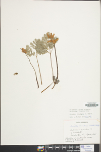 Dicentra cucullaria image