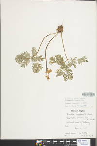 Dicentra cucullaria image