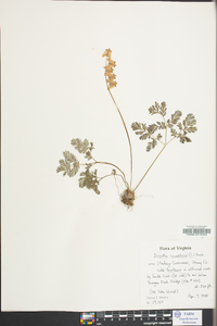 Dicentra cucullaria image