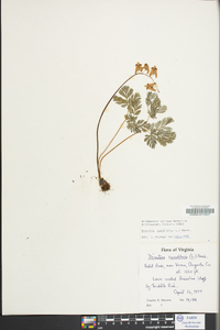 Dicentra cucullaria image