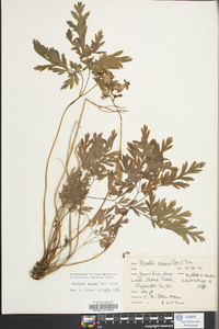 Dicentra eximia image