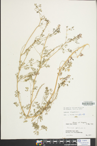 Fumaria officinalis image