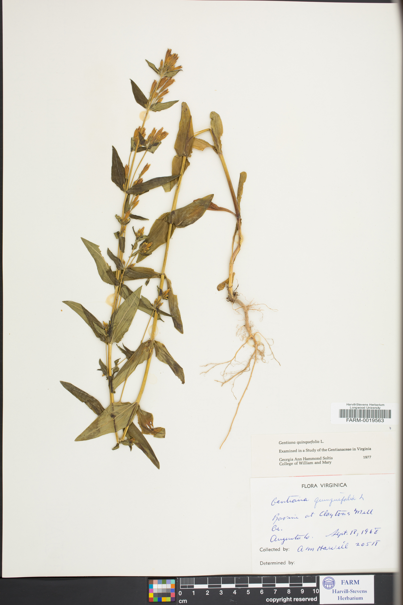 Gentiana quinquefolia image