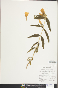 Gentiana saponaria image