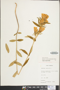 Gentiana saponaria image