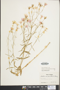 Sabatia campanulata image