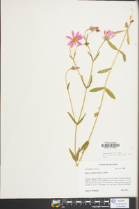 Sabatia campanulata image