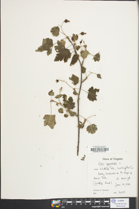 Ribes cynosbati image