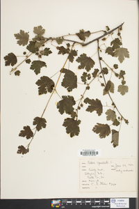 Ribes cynosbati image