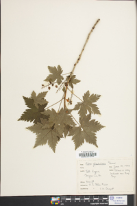 Ribes glandulosum image