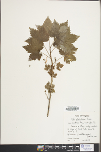 Ribes glandulosum image