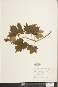 Ribes glandulosum image