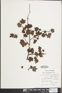 Ribes rotundifolium image