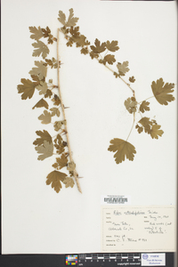 Ribes rotundifolium image