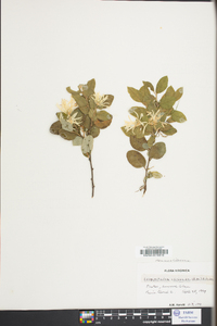 Loropetalum chinense image