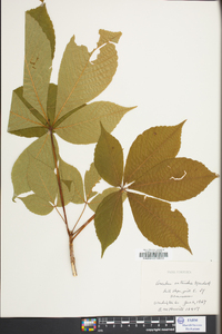 Aesculus flava image