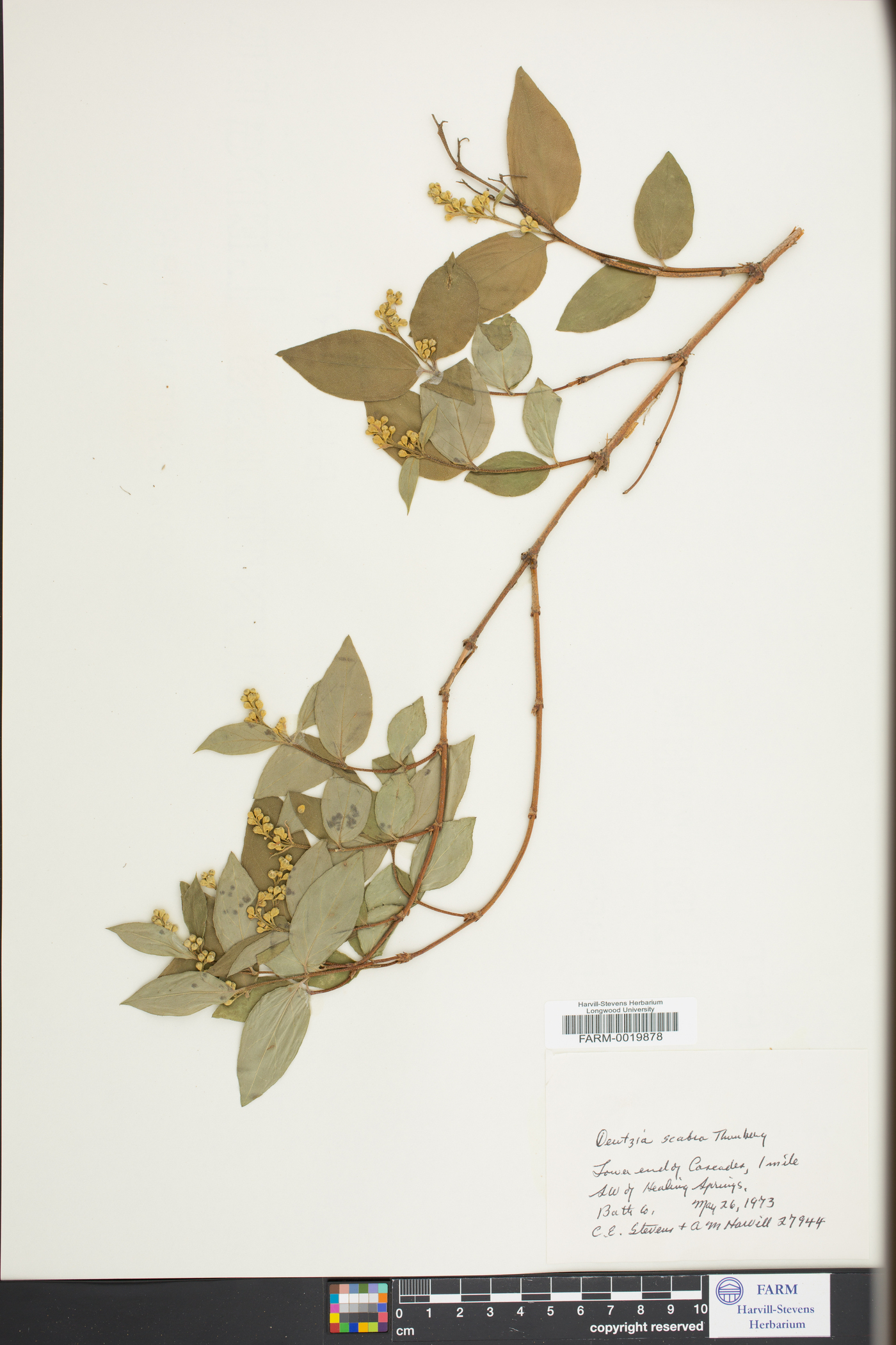 Deutzia scabra image