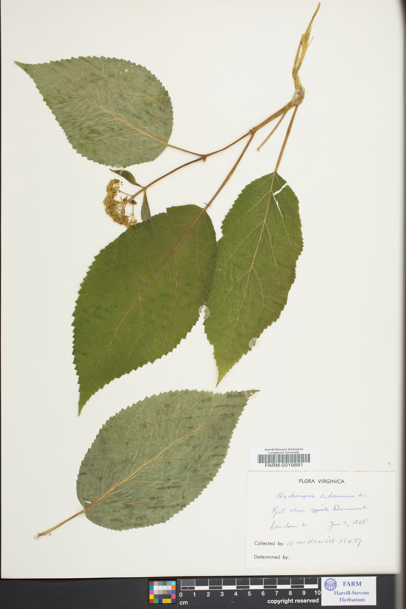 Hydrangea anomala image