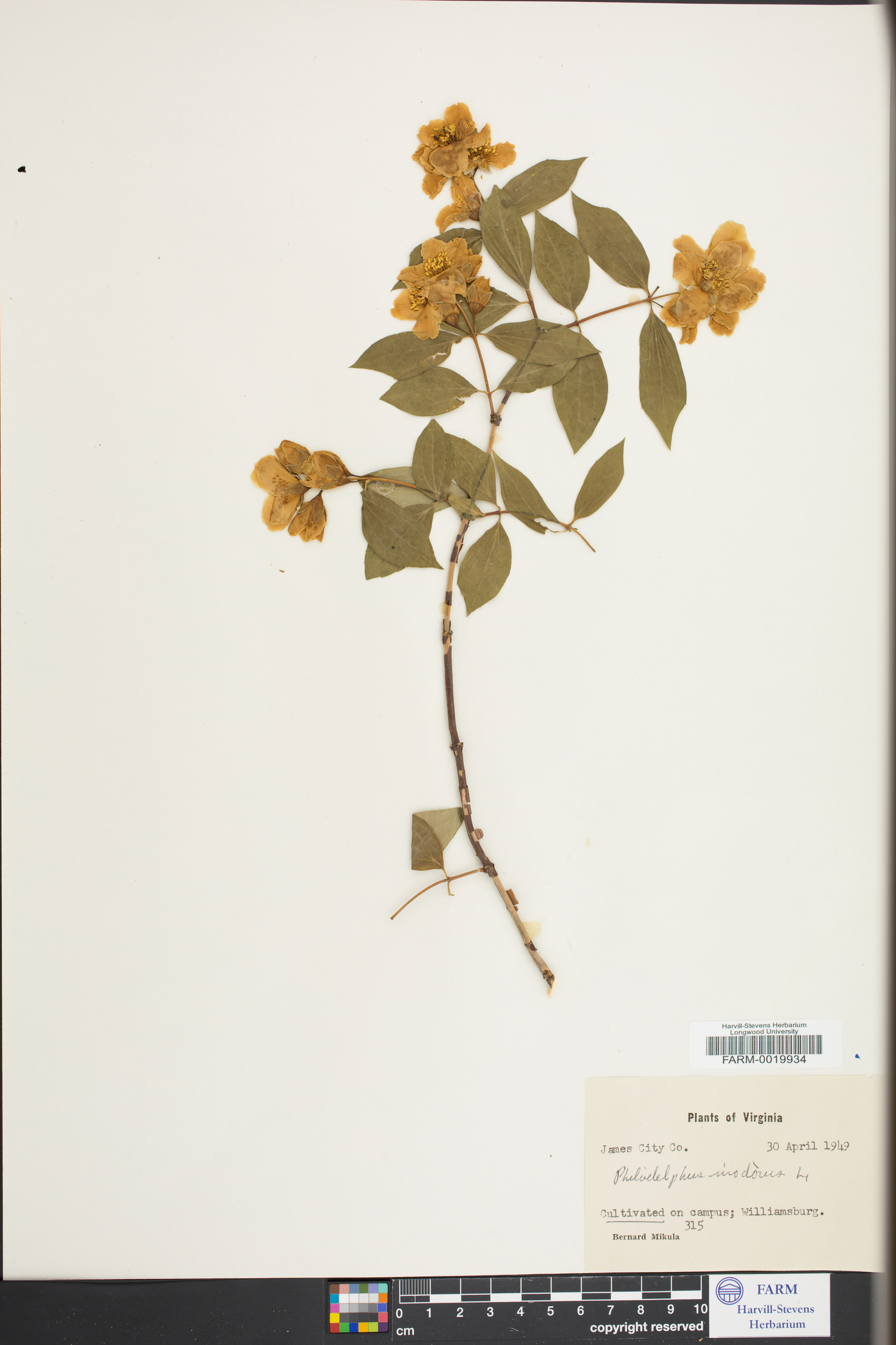 Philadelphus inodorus image