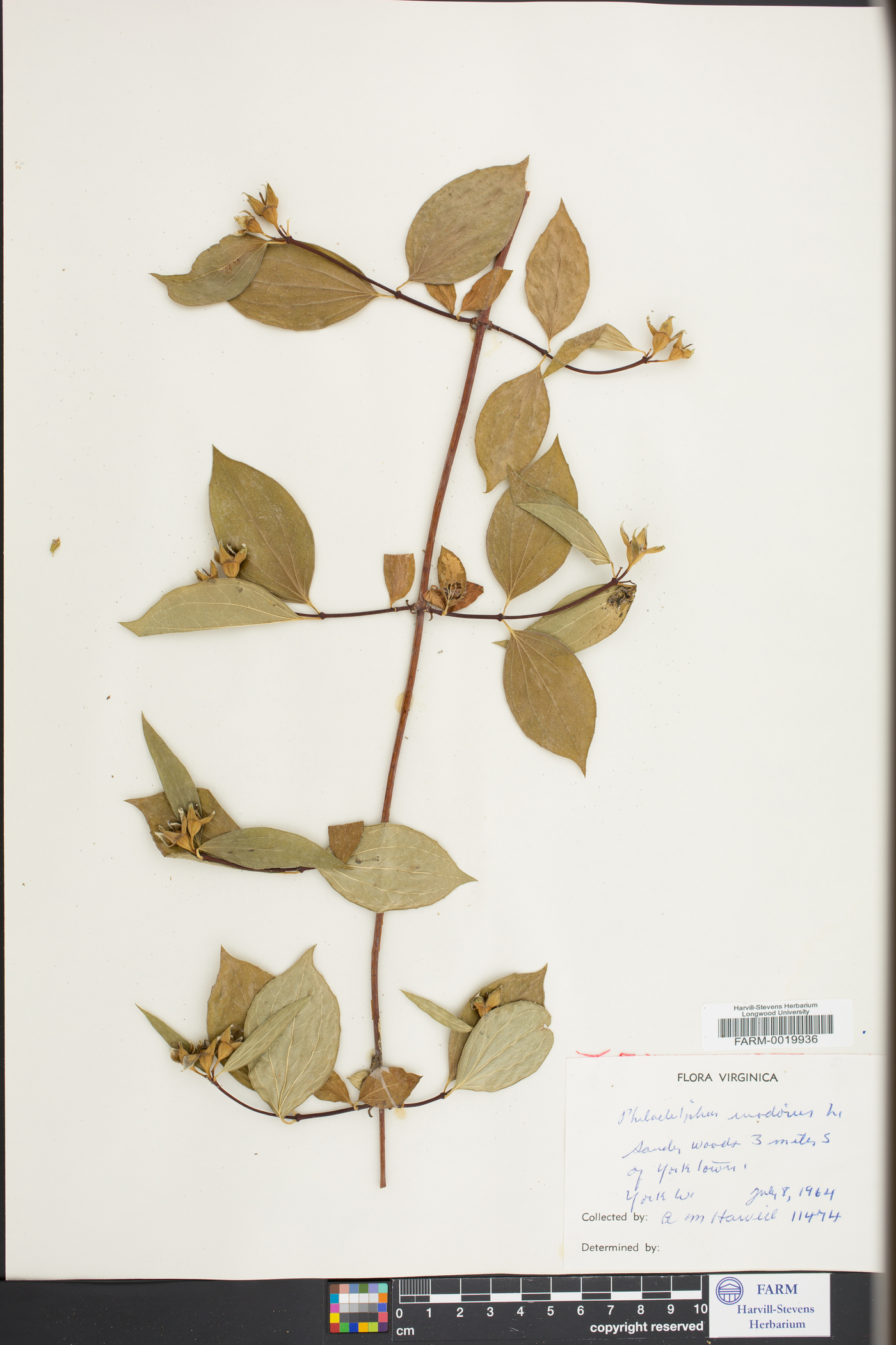 Philadelphus inodorus image