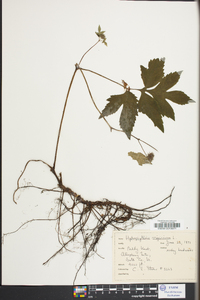 Hydrophyllum virginianum image