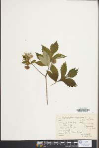 Hydrophyllum virginianum image