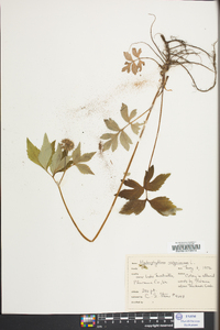 Hydrophyllum virginianum image