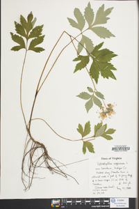 Hydrophyllum virginianum image