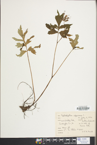 Hydrophyllum virginianum image