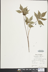 Hydrophyllum virginianum image