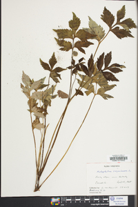 Hydrophyllum virginianum image