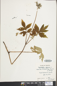 Hydrophyllum virginianum image