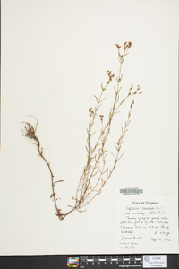 Hypericum canadense image