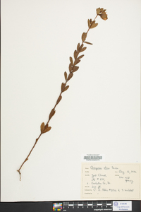 Hypericum crux-andreae image