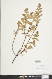 Hypericum crux-andreae image