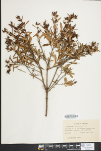 Hypericum densiflorum image