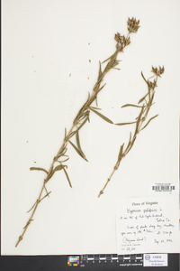 Hypericum prolificum image