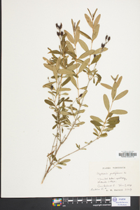 Hypericum prolificum image