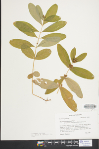 Hypericum tubulosum image